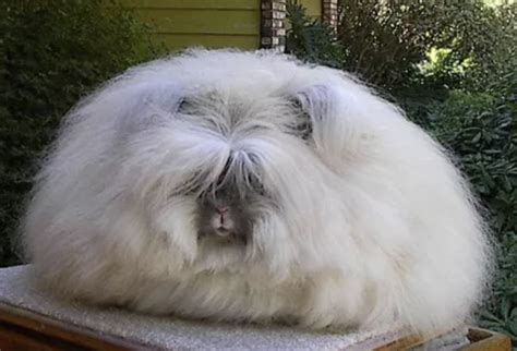These Giant Angora Rabbits Look Like Adorable Fluffy Mutants Indie88