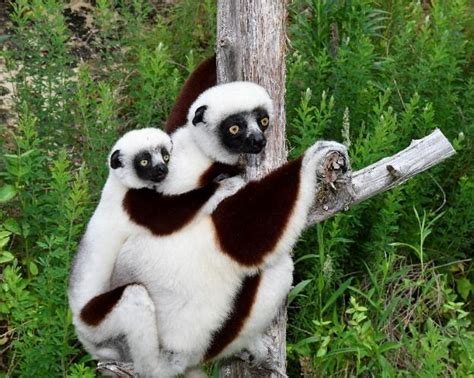 Leaping Into Science The Lemurs Of Nc Nc Dna Day Blog