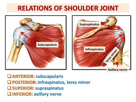 There are several important ligaments in the shoulder. Anterior Shoulder Tendon Anatomy : Muscles Of The Shoulder ...