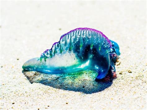Bluebottle Jellyfish Aka Portuguese Man 0 War Is One Of The Most
