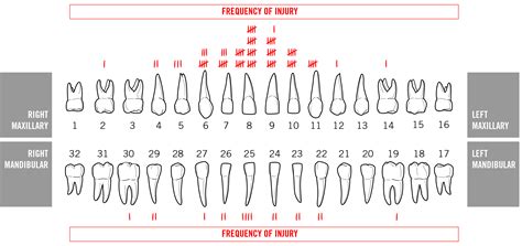 Human Teeth Identification Chart