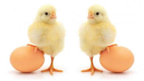 Populer Misteri Pertanyaan Ayam Dan Telur Duluan Mana Akhirnya Terjawab