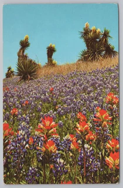 Flowersbluebonnets Indian Paintbrush And Giant Dagger Texas Hwyvintage