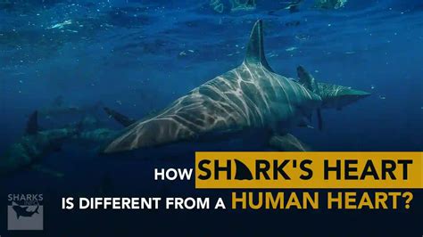How Sharks Heart Is Different From A Human Heart