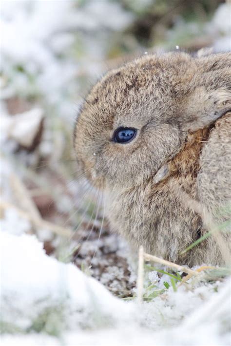 Snow Bunny Scary Animals Cute Animals Animals Of The World