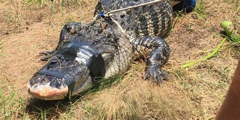 Body Of Woman Attacked By An Alligator Is Found In Florida The New