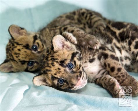 Clouded Leopard Cubs Show Mad Skills Zooborns