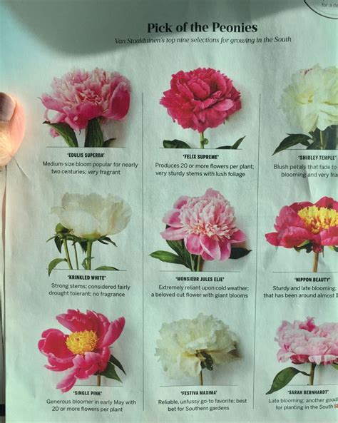 Types Of Peonies And Caring For Them Peony Care Orchids Orchid Care