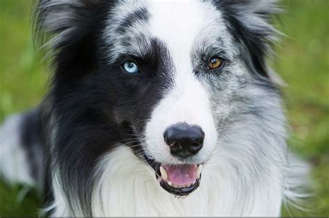 Different Colour Border Collies Pupherd