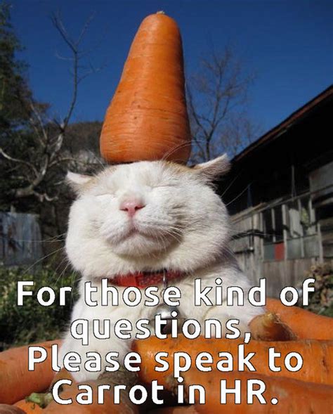 Carrot In Hr Lol We Heart It Image 2957537 By Yanito On