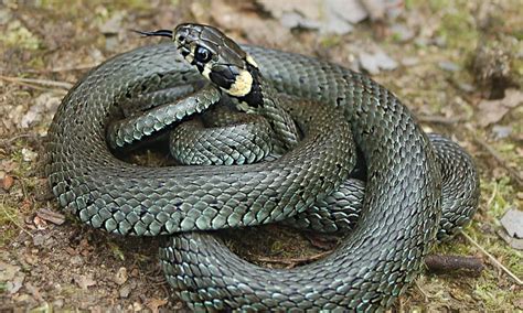 Check spelling or type a new query. How often do snakes eat