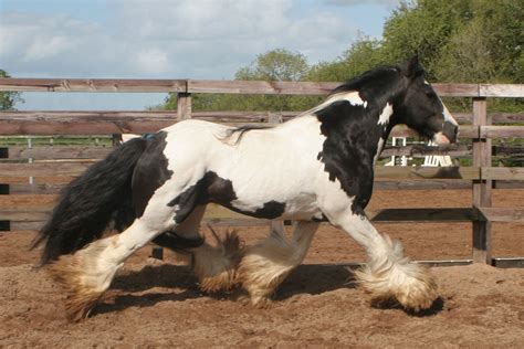 Nos Irish Cobs Pour Lelevage Cairnview Stud