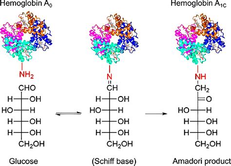 Schematic Illustration Of Glycation In Hemoglobin Hba1c Reprinted