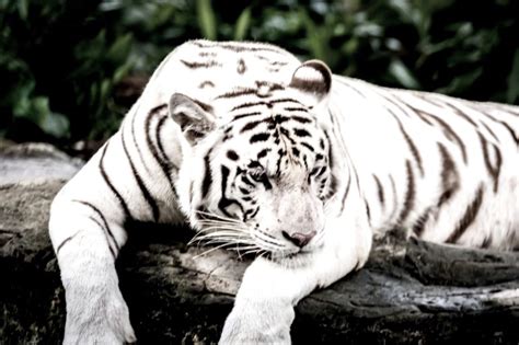 White Tiger Facts Habitat And Diet Discovery Uk