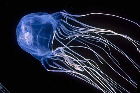 Box Jellyfish Deadly Venom Huffpost