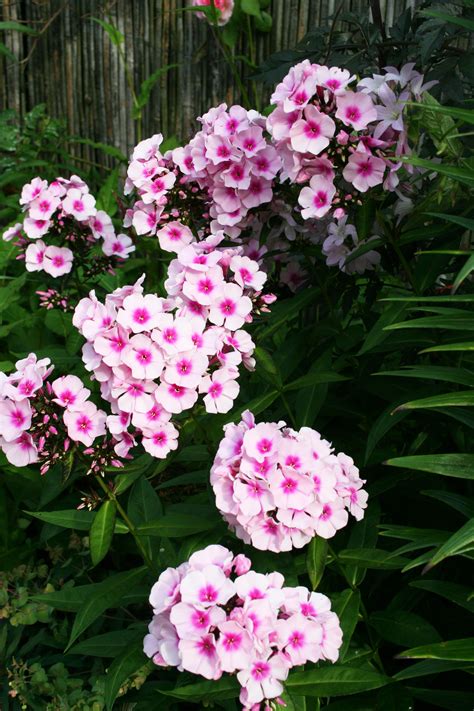 Phlox Planter Ooreka