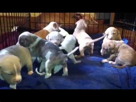 The magic of the internet. Pit bull puppies at 3 weeks old - YouTube