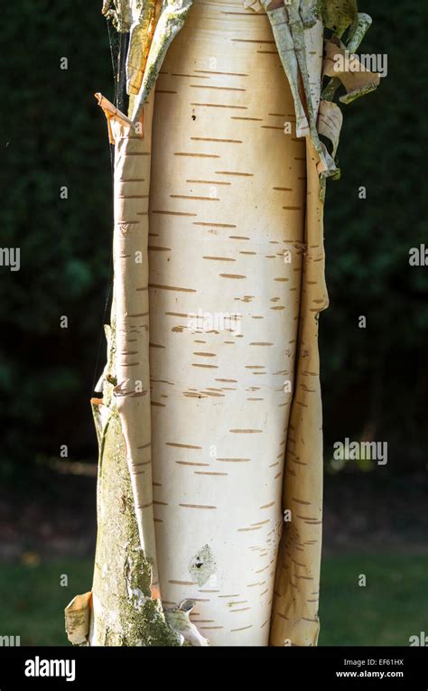 Peeling Bark On Silver Birch Tree In Autumnc Stock Photo Alamy