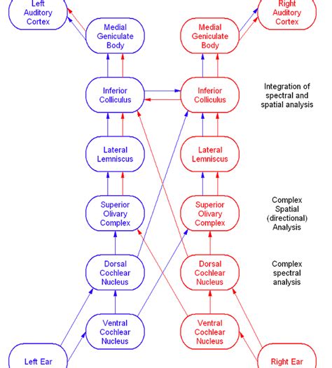 Yet, human brainstem physiology is poorly understood given the lack of suitable methodology. Bookbrain Stem Nuclei - Anatomy and pharmacology of the ...
