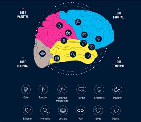 Anatomie Du Cerveau Comment Fonctionne Le Cerveau Humain