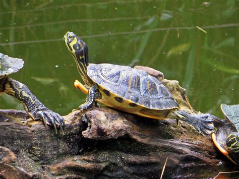 Turtle Florida Aquatic · Free Photo On Pixabay