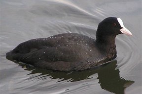 Image result for coots water birds