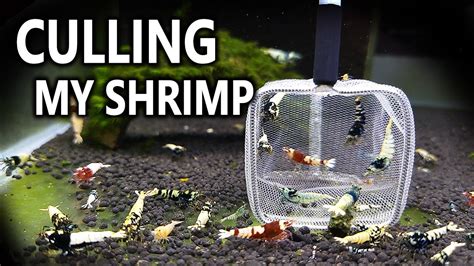 Culling My Shrimp Tanks Youtube