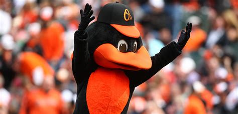The Oriole Bird Baltimore Orioles