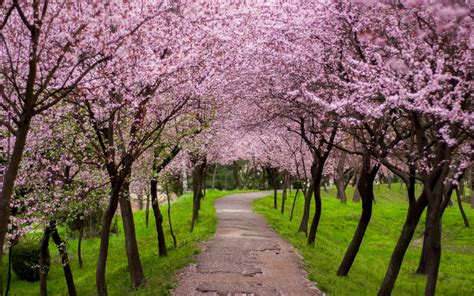 Pink Trees Along Path