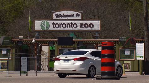 Toronto Zoo You Can Tune Into A Livestream Of The Gorillas At The