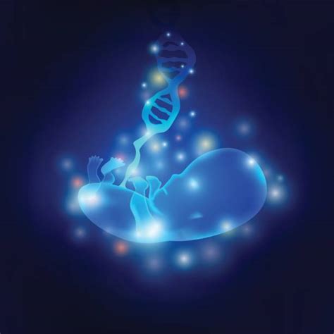 280 Fetus Dna Stock Illustrations Royalty Free Vector Graphics And Clip