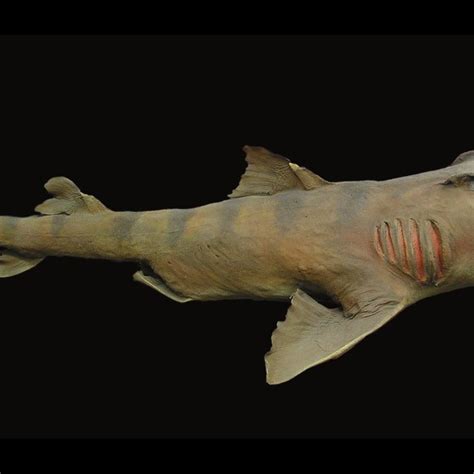 Bigeyed Sixgill Shark Hexanchus Nakamurai Nmp6v 05218 Displayed In
