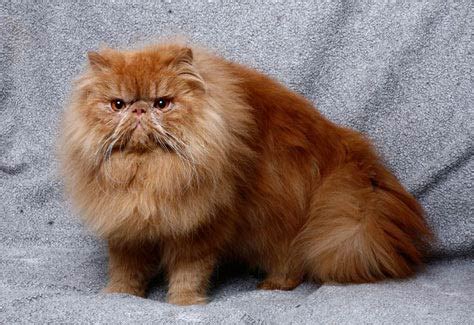 A coat color calculator for puppies. Persian cat breed information and advice. - Your Cat