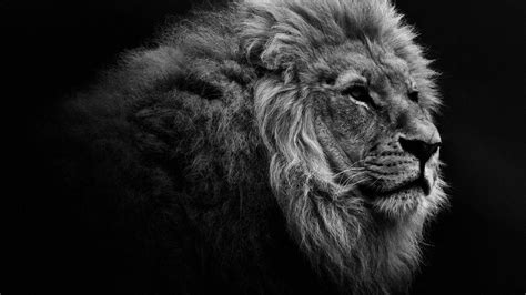 What Is An Alpha Male And How To Become One Lion
