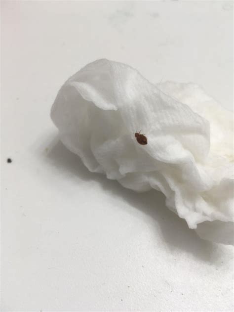 Bed Bug Feces Found In Random Spots On Top Of Sheets Bedbugs