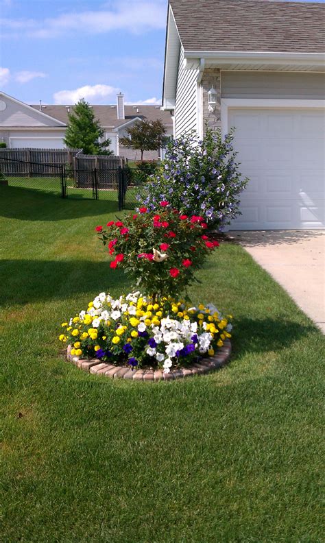 Maybe you would like to learn more about one of these? Rose tree and Rose of Sharon 2012 (With images) | Rose ...