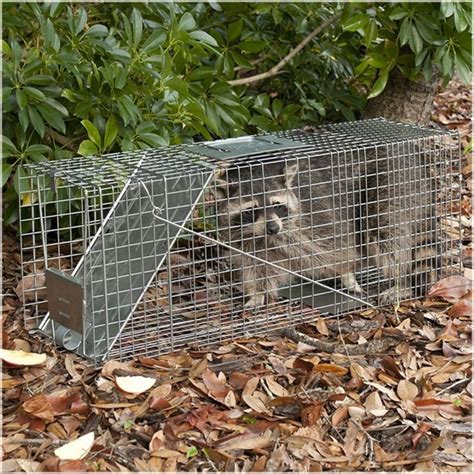 Muskrat Trapping Best Sets And Techniques Animal Traps Pet Cage