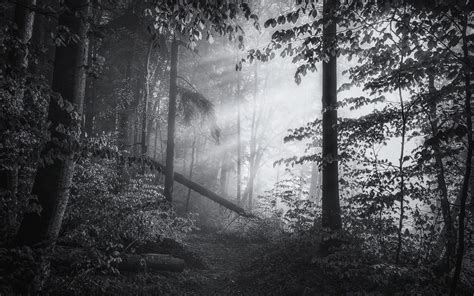 Nature Landscape Mist Daylight Forest Shrubs Sun Rays Path