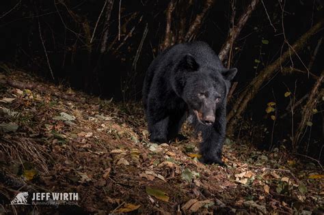 Black Bear Passes By My Dslr Camera Trap In Washington State R