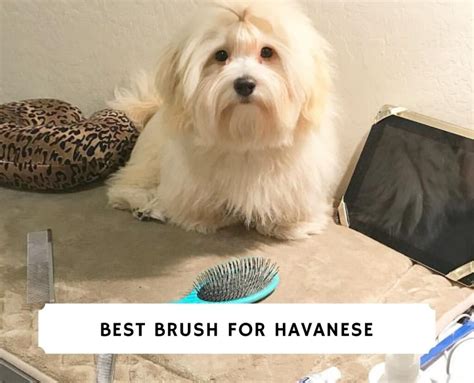 The 7 Best Brushes For A Havanese 2023 We Love Doodles