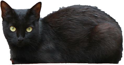 Gato Negro Transparente Png Png Mart