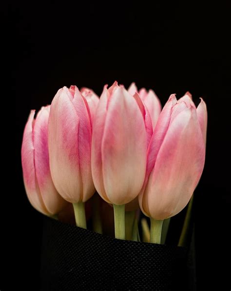 Pink Tulip Flowers Close Photography Pink Tulips Dark Black