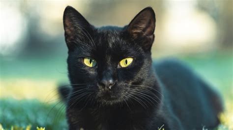 Is A Black Cat Crossing Your Path Good Or Bad Luck India Tv