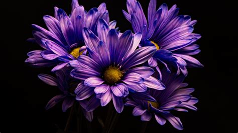 Download Wallpaper X Violet Flower Chrysanthemum Flower Full Hd Hdtv Fhd P