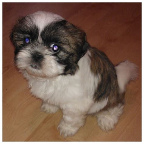 Designer breed dogs vary in character from relaxed to hyper, clever to gullible, obedient to stubborn, and loyal to independent. 1 shih tzu puppy for sale | Doncaster, South Yorkshire ...