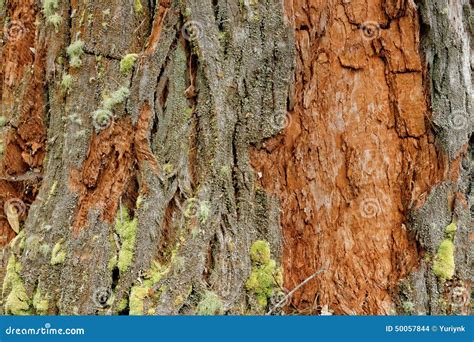 Beautiful Tree Bark Stock Photo Image Of Plant Green 50057844