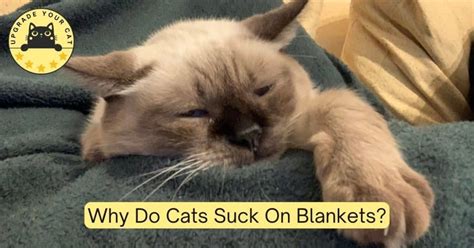 Why Do Cats Suck On Blankets Do You Need To Worry