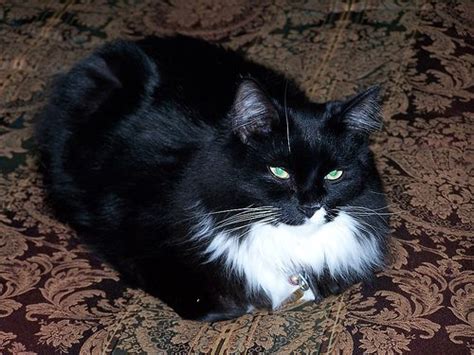 Tuxedo Cat Breeds Black And White Pets Lovers
