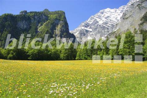 Blickwinkel Blumenwiese In Schoenau Am Koenigssee Deutschland