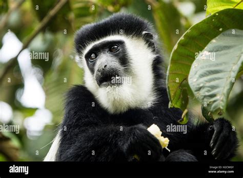 A Colobus Monkey Eats A Banana In Limuru Kenya Stock Photo Alamy